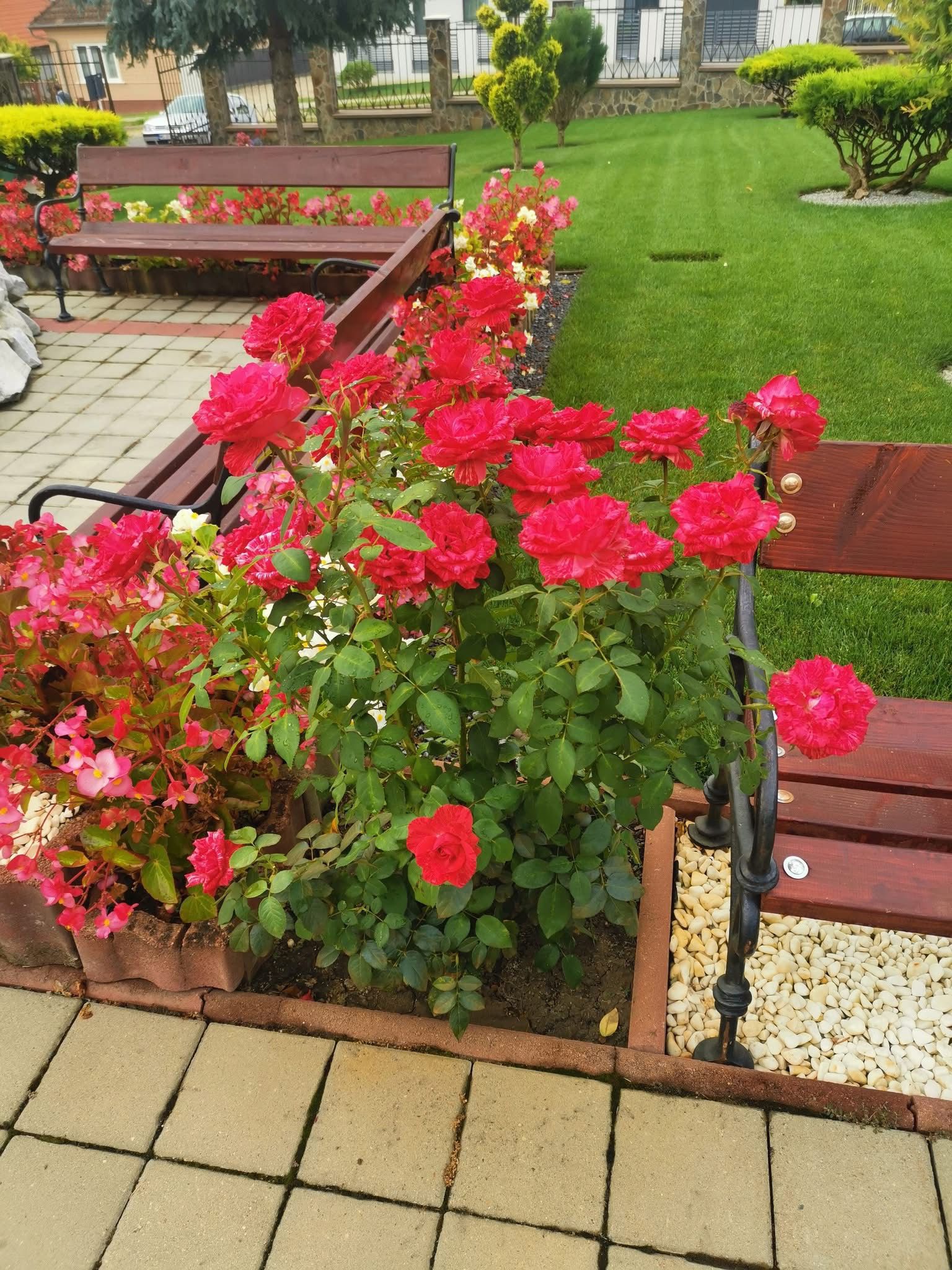 Pachet îngrijire plante cu pulverizator