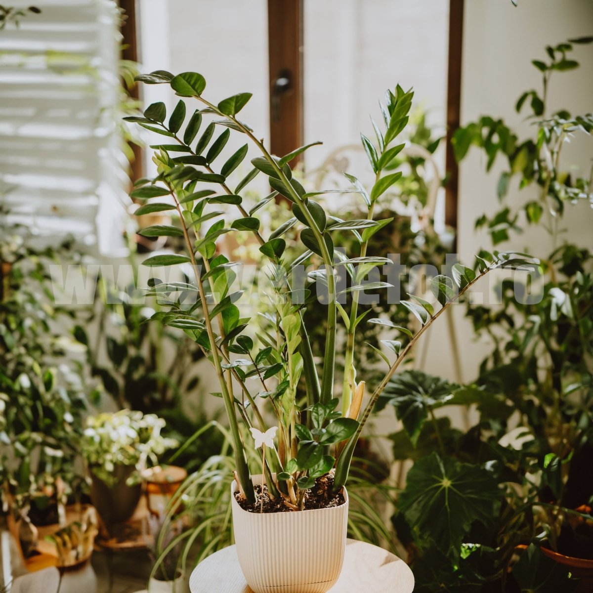 Îngrășământ flori ghiveci Speed Up - Verdetot.ro00000037