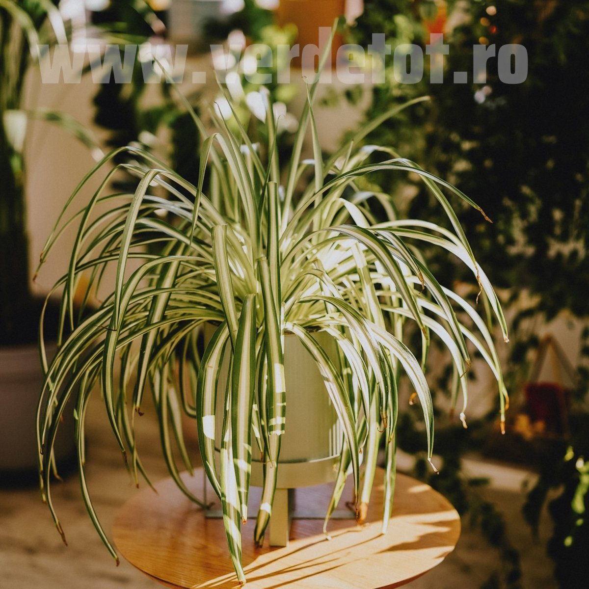 Îngrășământ pentru conifere și plante verzi Deep Green - Verdetot.ro00000036