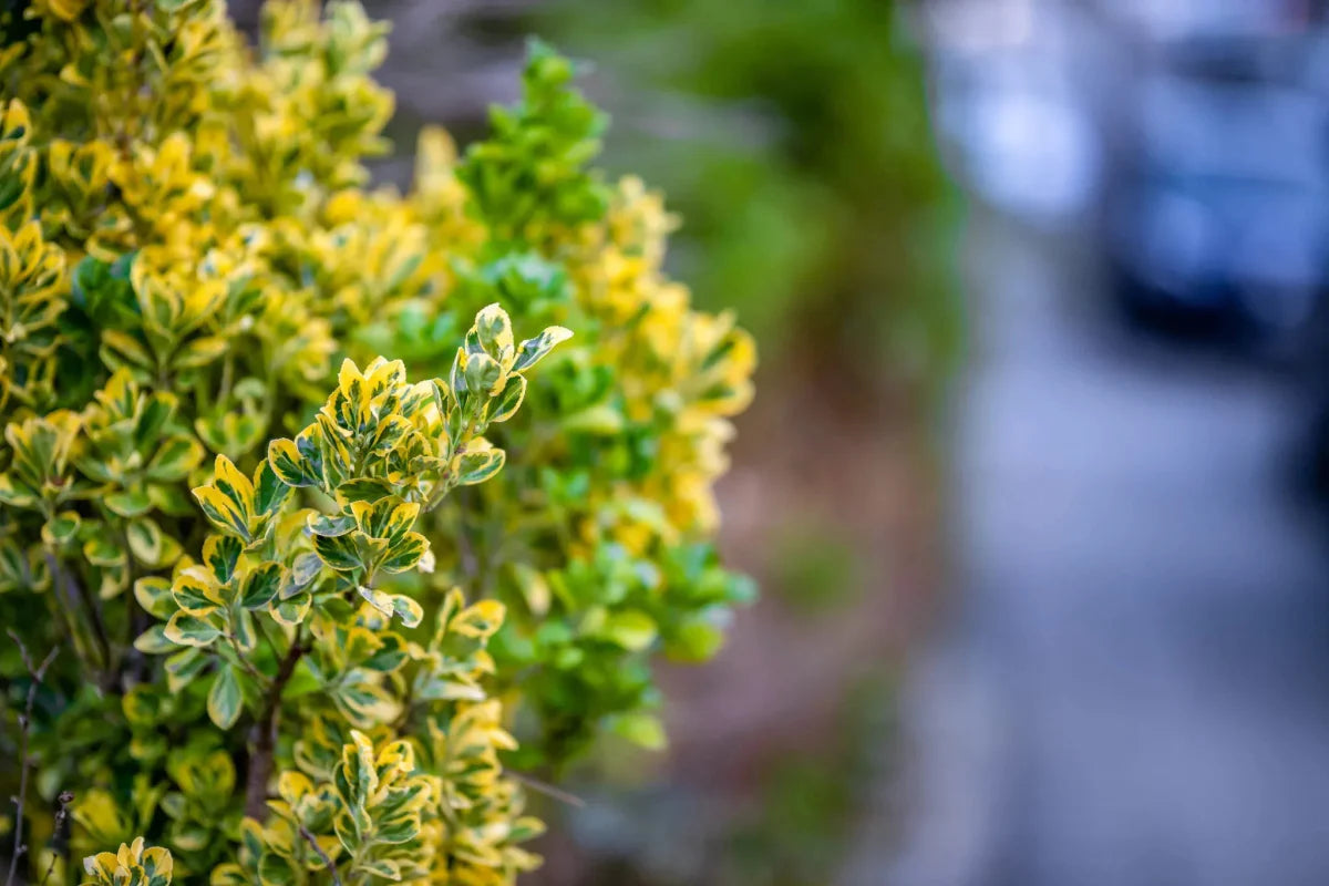 Euonymus japonicus – plantare și îngrijire - Verdetot.ro