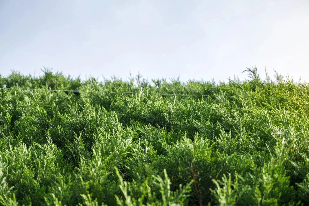 Leylandii – plantare și îngrijire - Verdetot.ro
