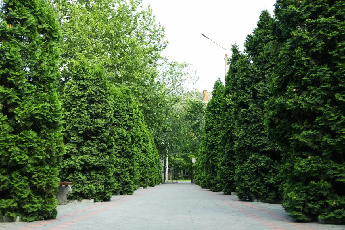 Thuja – ghid complet pentru plantare, îngrijire și întreținere - Verdetot.ro