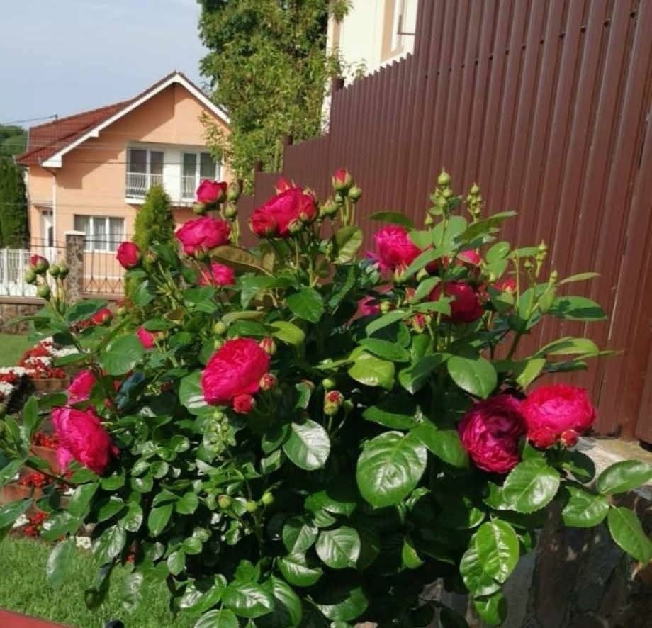 Pachet creștere și protecție plante